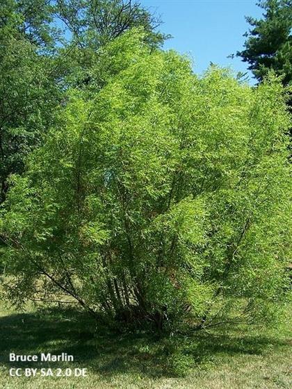 SalixnigraForm_Credit Bruce Marlin_CC BY-SA 2.0 DE.jpg